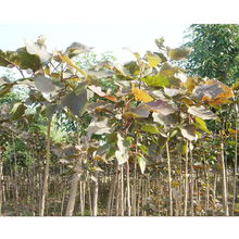 保定市富奥种子 一站式绿色农业解决方案提供商