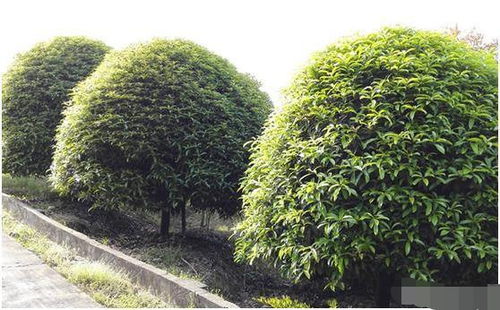 苗木市场遇冷背后 供需失衡与产业转型的阵痛