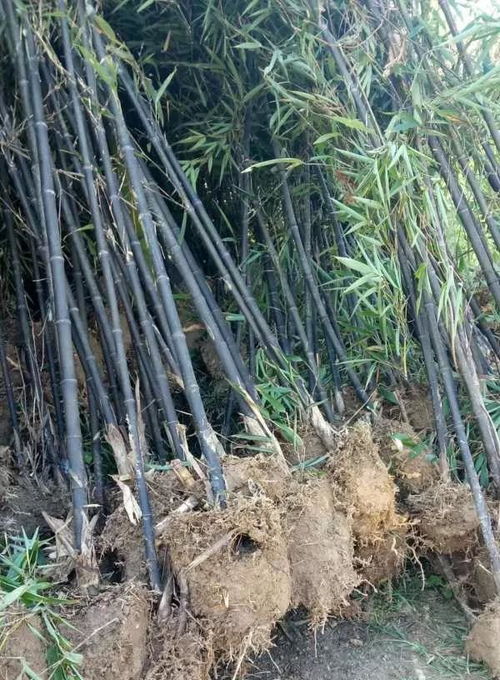 安吉其龙苗木种植场 深耕沃土，共赢绿色未来