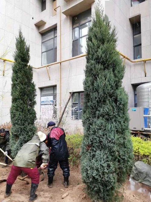 绿意添新颜 小区树木种植经营新气象