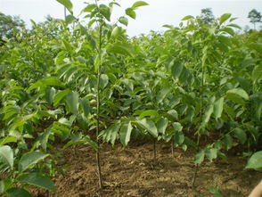 新疆元丰核桃苗 优质种植资源与科学经营之道