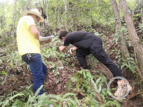 守护山城生物多样性 重庆珍稀物种保护与生态产业发展并进