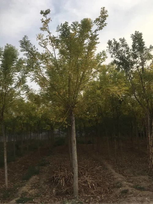 恭贺寿光炳中苗木入驻，携手苗木通共筑绿色未来——专访山东王新，深耕白蜡国槐种植经营