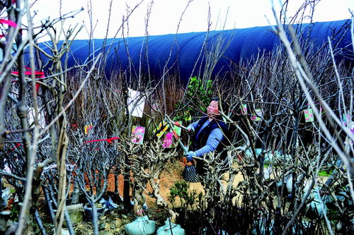 栽红植绿正当时，苗木经济焕新春