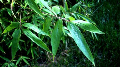 湖南地区2.5公分青竹价格行情与种植经营指南