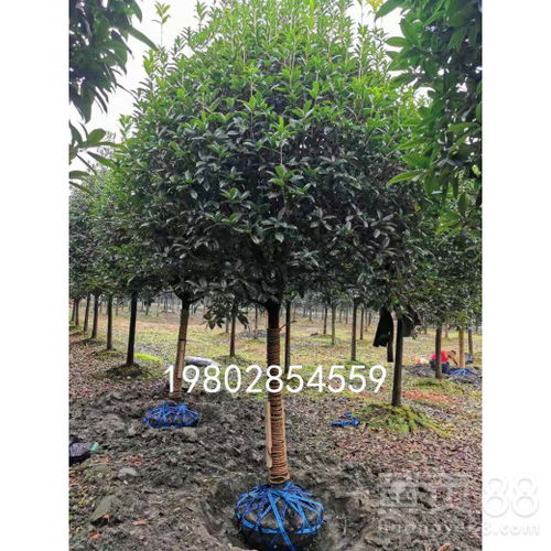 全国优质桂花树种植基地 绿化工程苗木即买即走，一站式供货保障