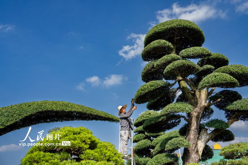 浙江金华 盆景整形激活绿色富民，树木种植拓展经济新路